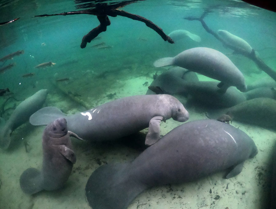 State’s rare species face challenging year